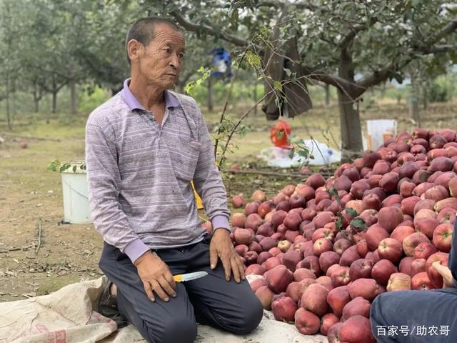 新闻说陕西苹果滞销疫情期间农产品滞销新闻稿