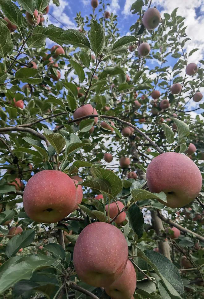 水果苹果库存新闻水果苹果含有什么维生素