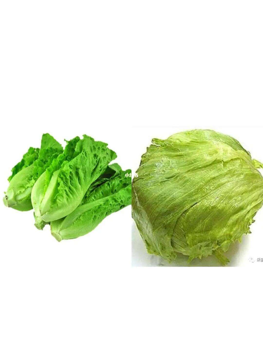 生菜苹果版(苹果生菜汁能减肥吗)-第4张图片-QuickQ官网